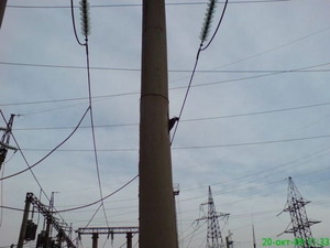 Woodpecker vs. concrete pole