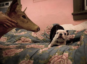 Dog vs. deer
