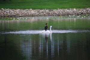 Duck on a swan