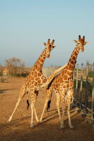Giraffe friends