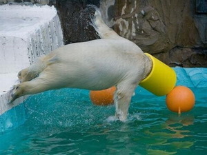 Polar bear jumping into water