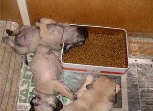 Sleepung puppies