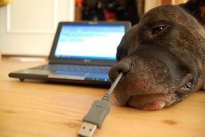 USB dog