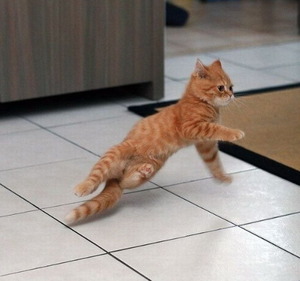 Breakdancing cat