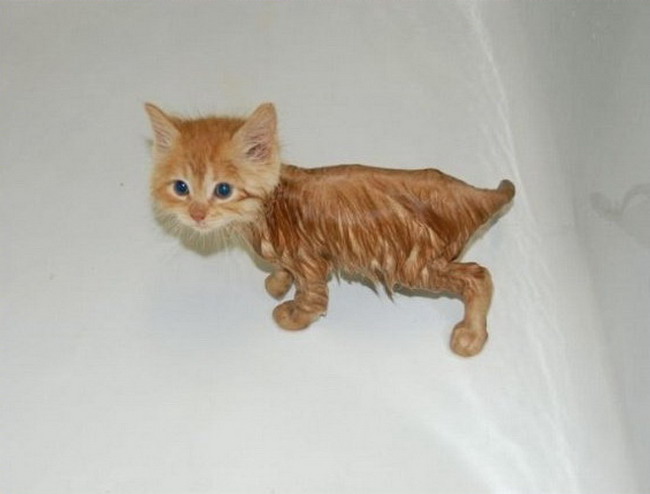 Half-wet kitten - Funny pictures of animals