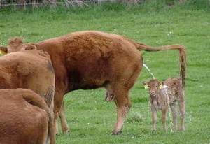 Cow pees on calf