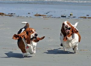 Basset hounds on the beach