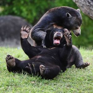 Bears playing