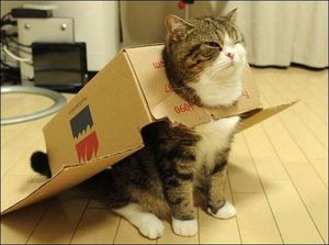 Cardboard plane cat