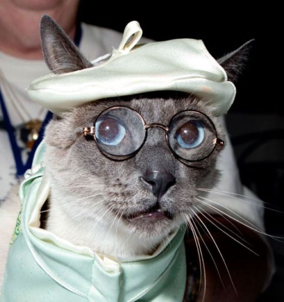 Cat with glasses - Funny pictures of animals