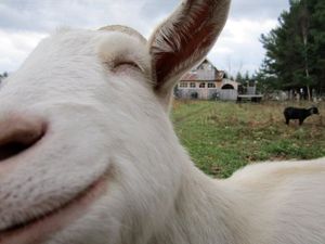 Closeup goat