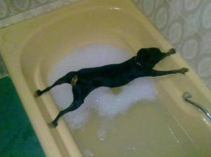 Dog wants no bath