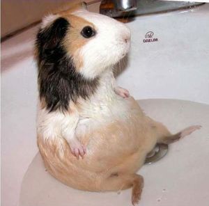 Hamster chilling in a bath