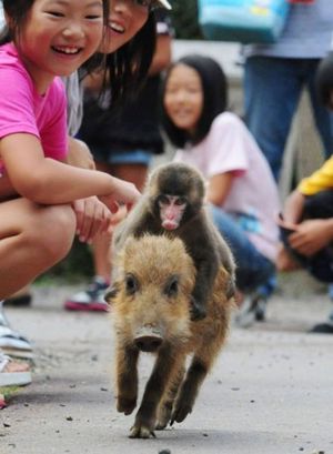 Monkey riding a pig