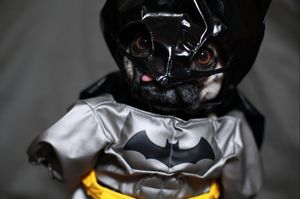 Pug in Batman costume