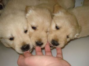Puppies sucking on fingers