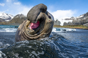 Elephant seal has a good laugh