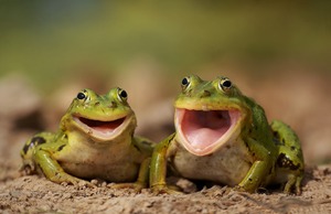 Two happy frogs