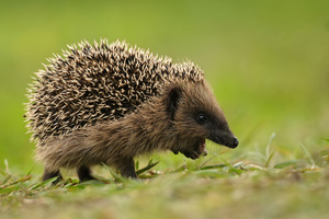 Surprised hedgehog
