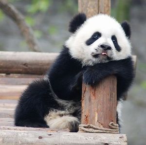Tired panda