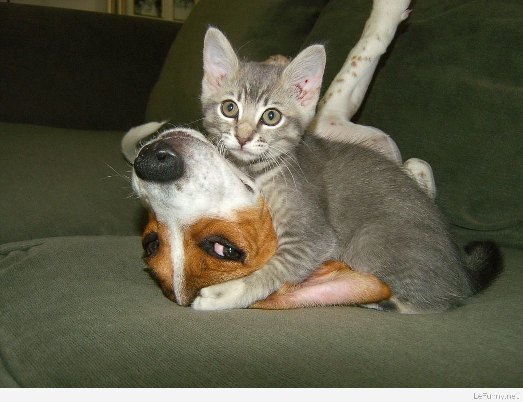 Kitten Loves Dog Funny Pictures Of Animals