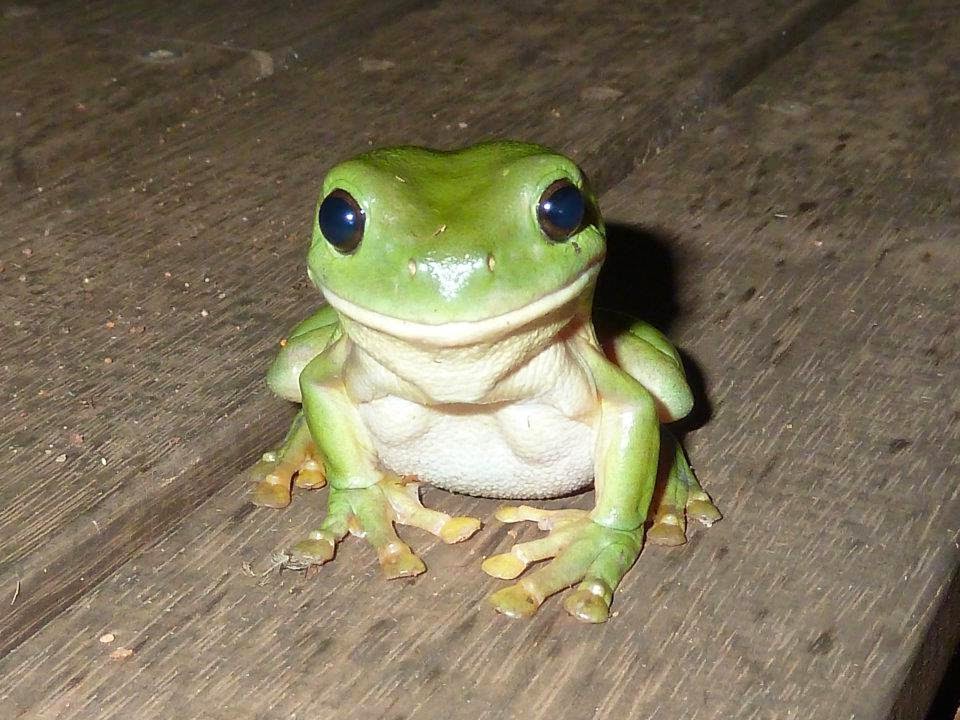Smiling little frog - Funny pictures of animals