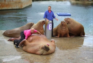Big walruses