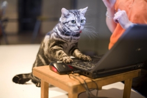 Cat working on computer
