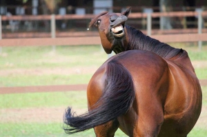 Horse smiling face